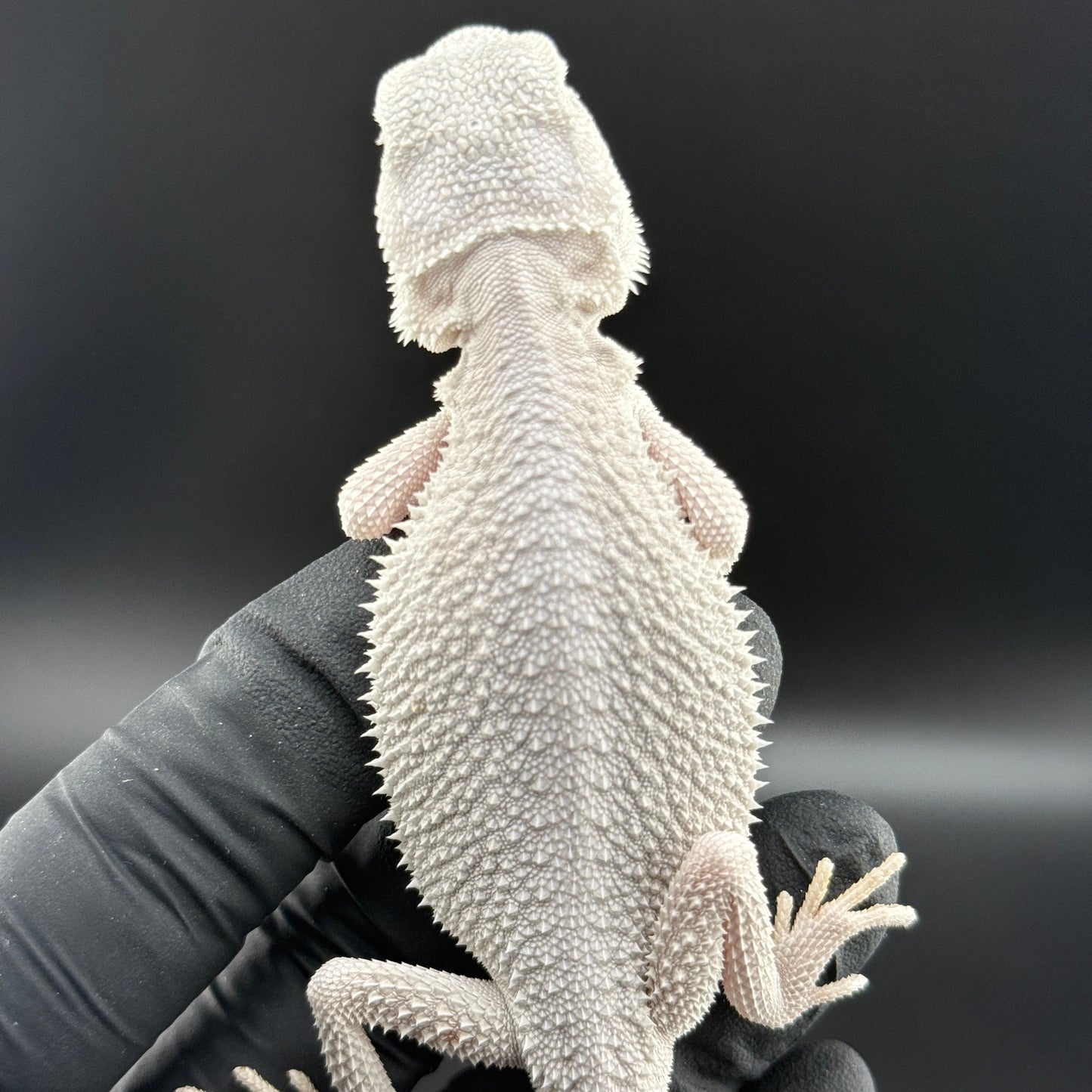 Hypo Zero Bearded Dragon 720