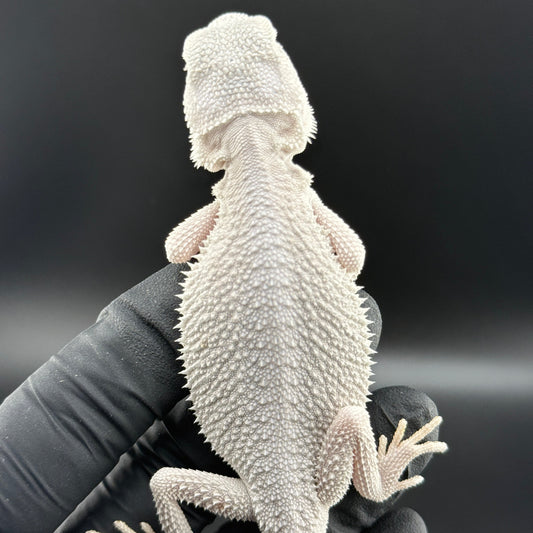 Hypo Zero Bearded Dragon 720