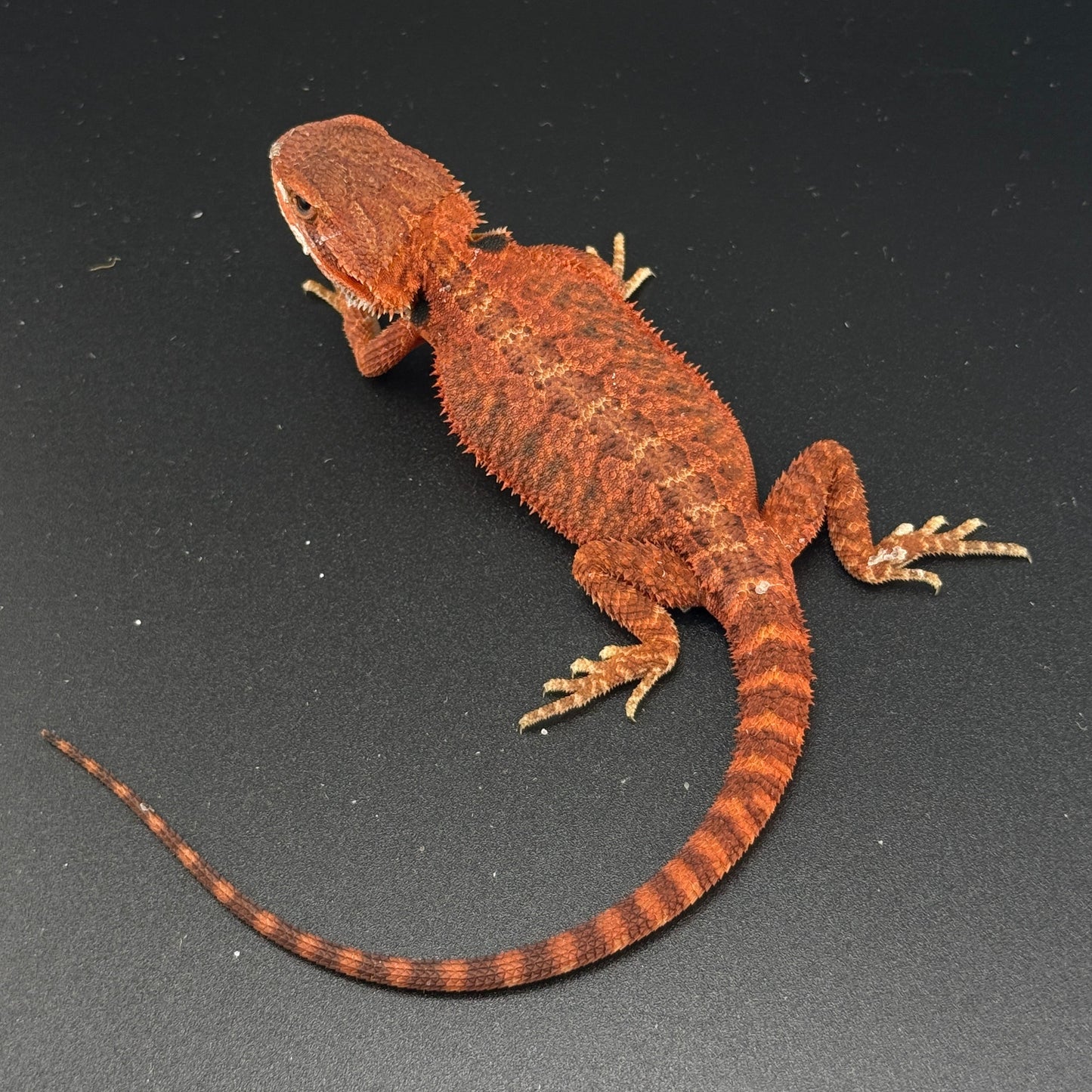 Trans Red Bearded Dragon 621
