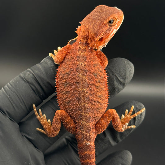 Trans Red Bearded Dragon 621