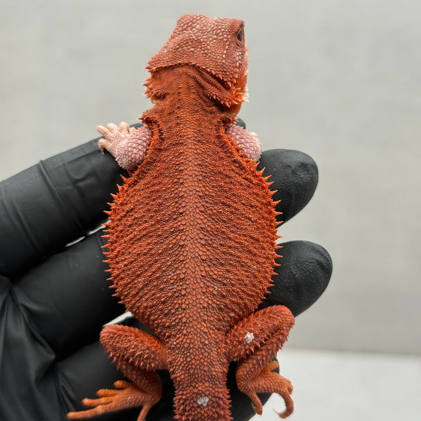 Hypo Trans Red Bearded Dragon 630