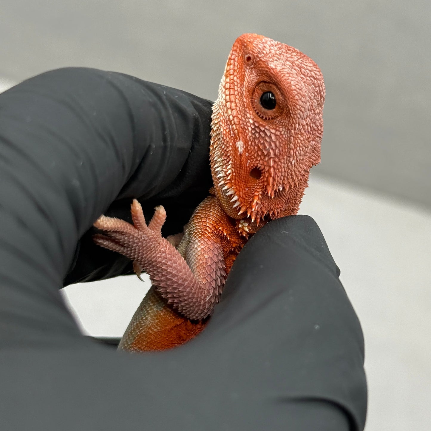 Hypo Trans Red Bearded Dragon 630