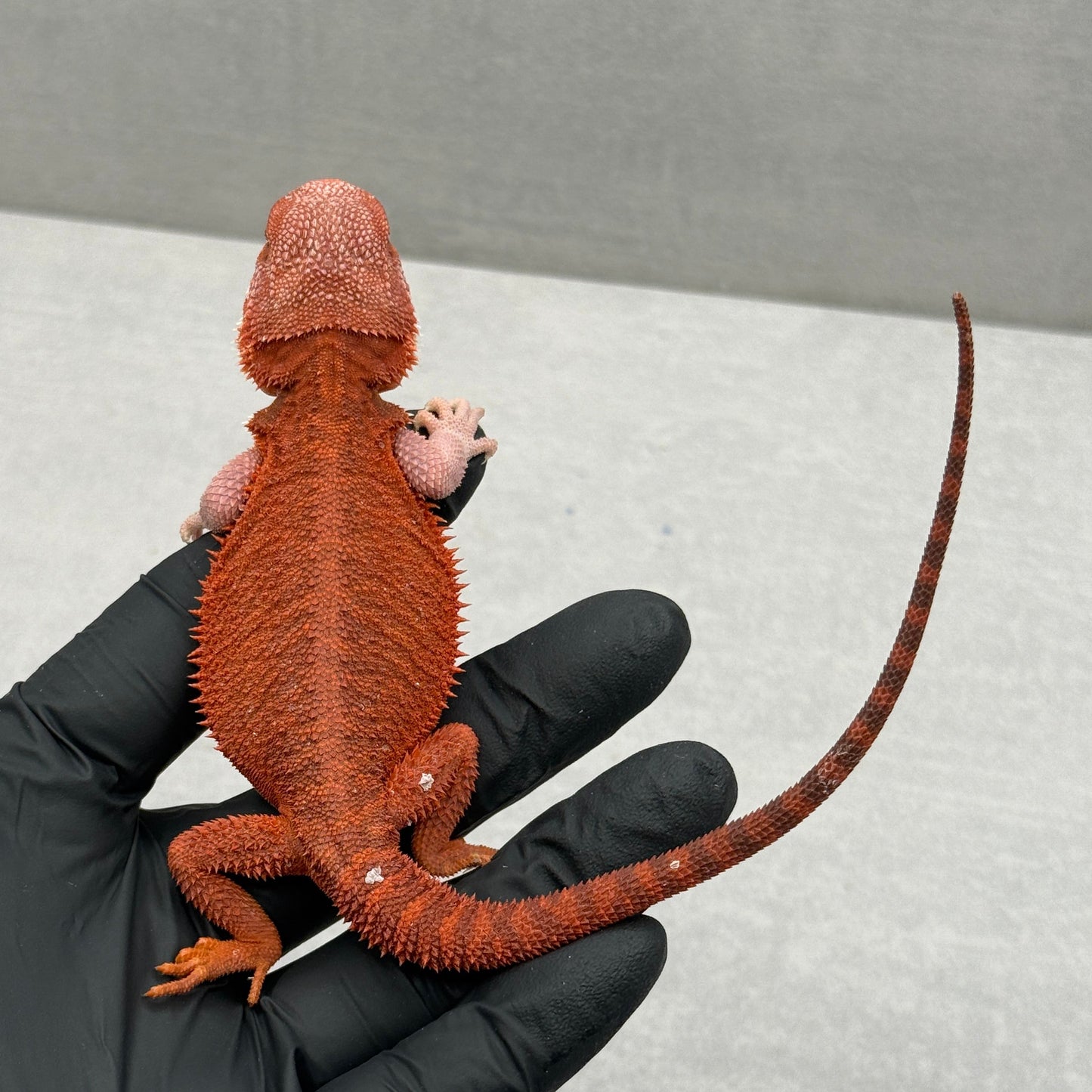 Hypo Trans Red Bearded Dragon 630