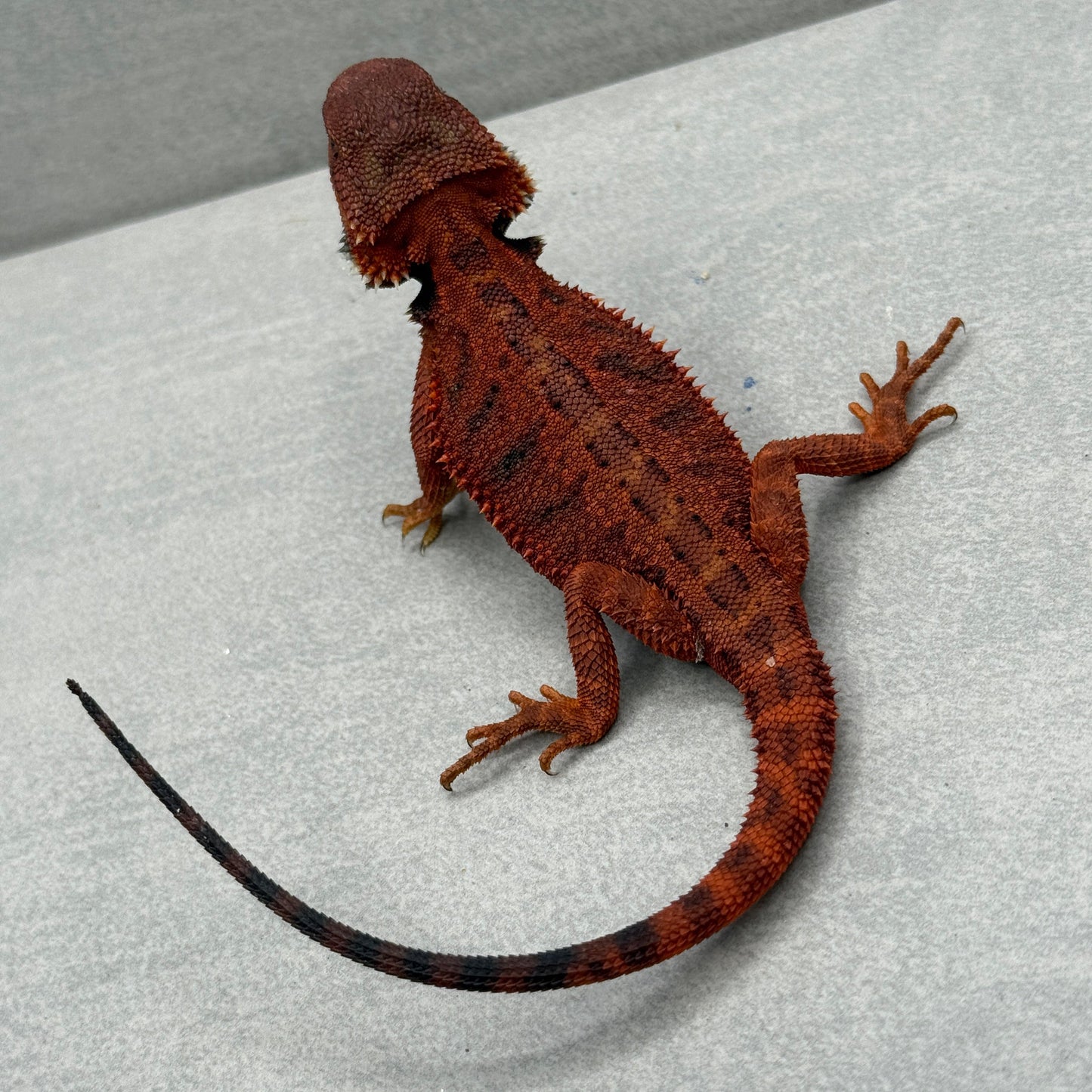Dark Red Trans Bearded Dragon 633