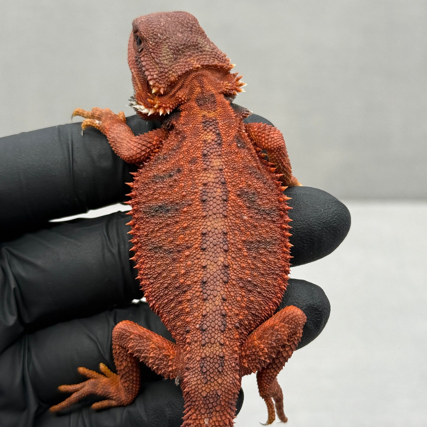 Dark Red Trans Bearded Dragon 633