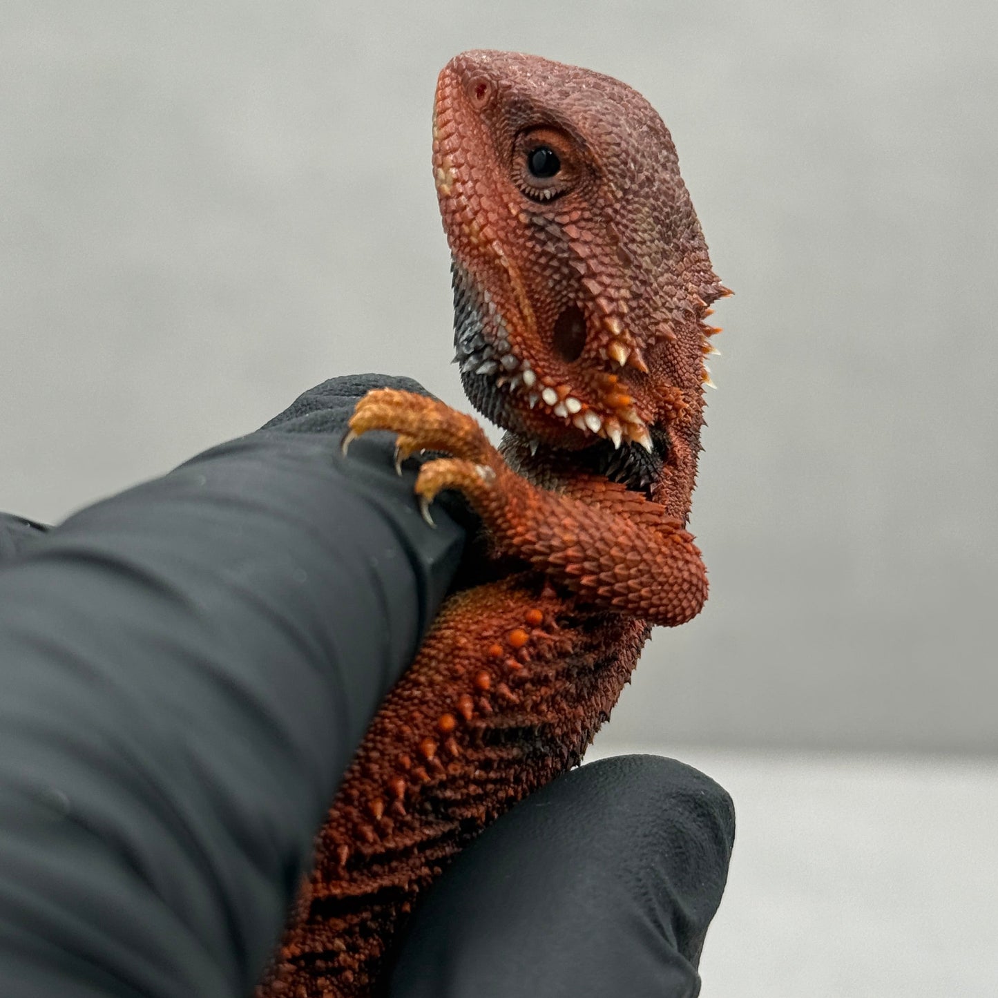 Dark Red Trans Bearded Dragon 633