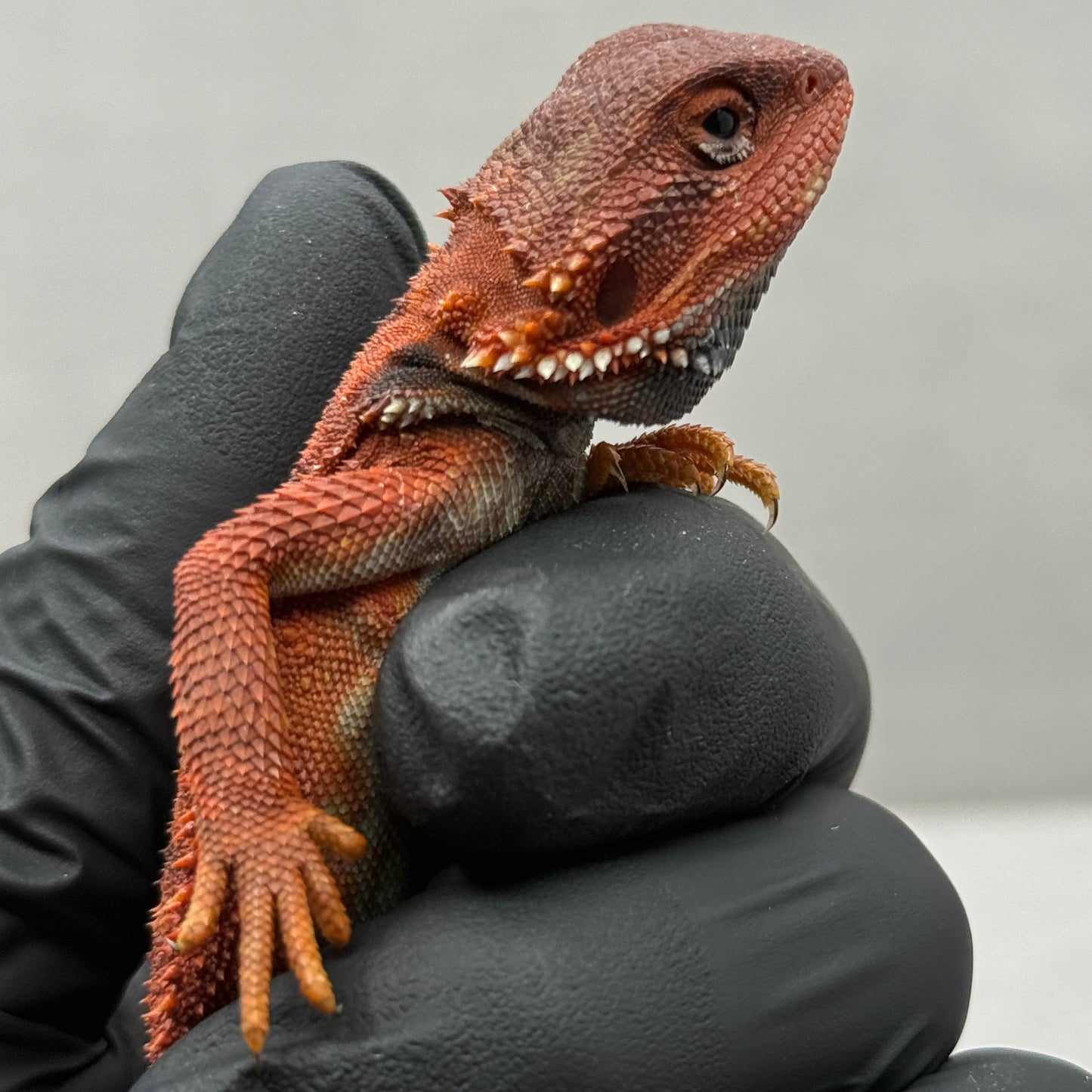 Dark Red Trans Bearded Dragon 633