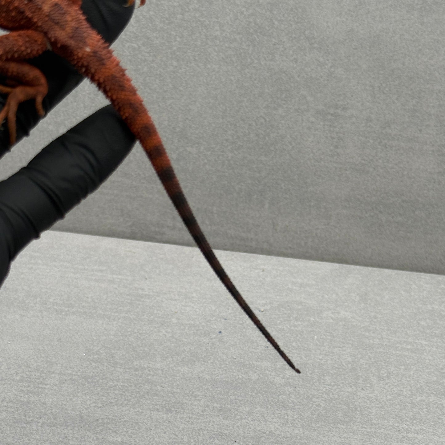 Dark Red Trans Bearded Dragon 633