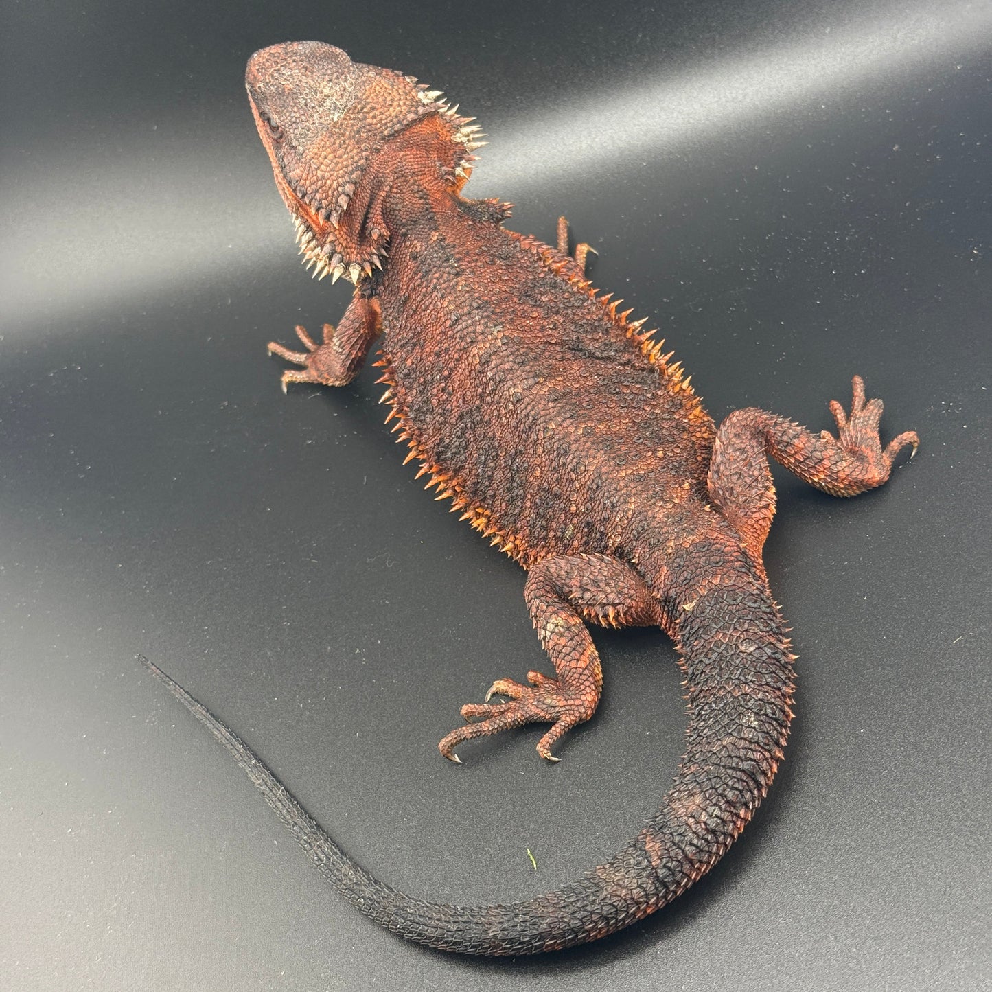 Red Monster Bearded Dragon 509