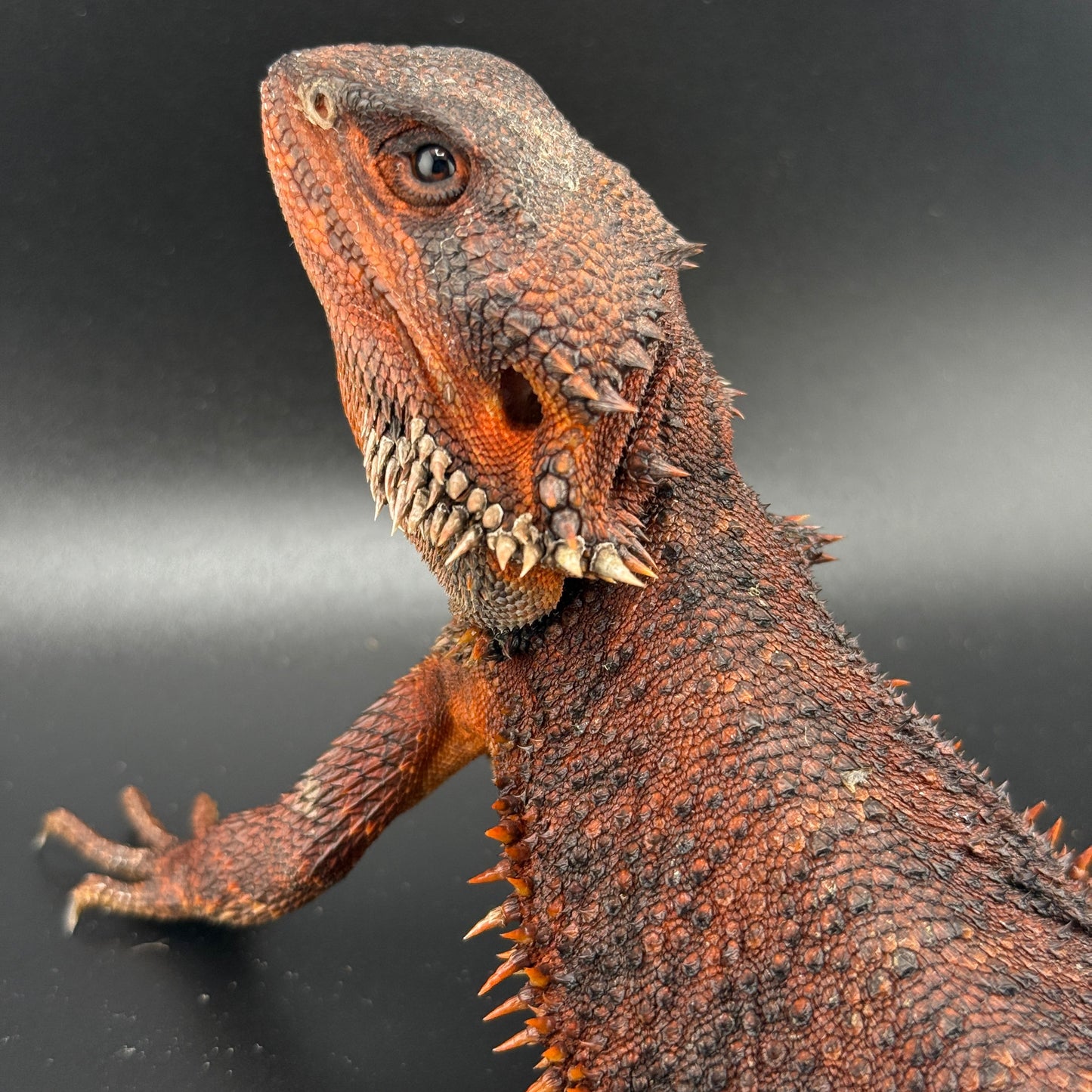 Red Monster Bearded Dragon 509