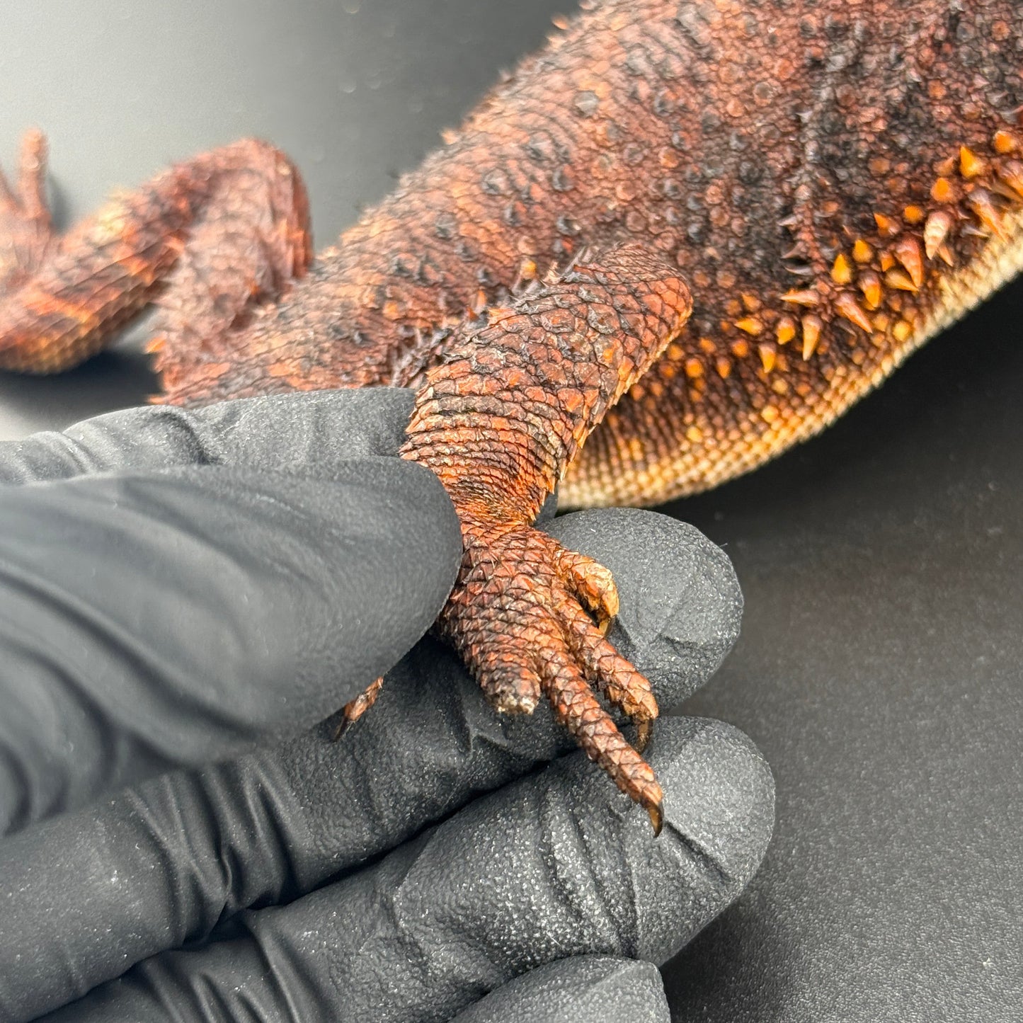 Red Monster Bearded Dragon 509