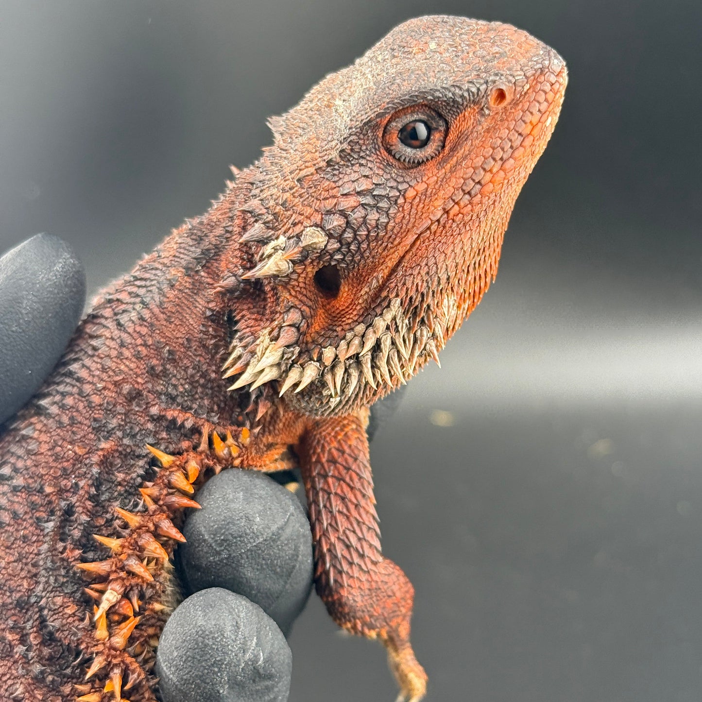 Red Monster Bearded Dragon 509