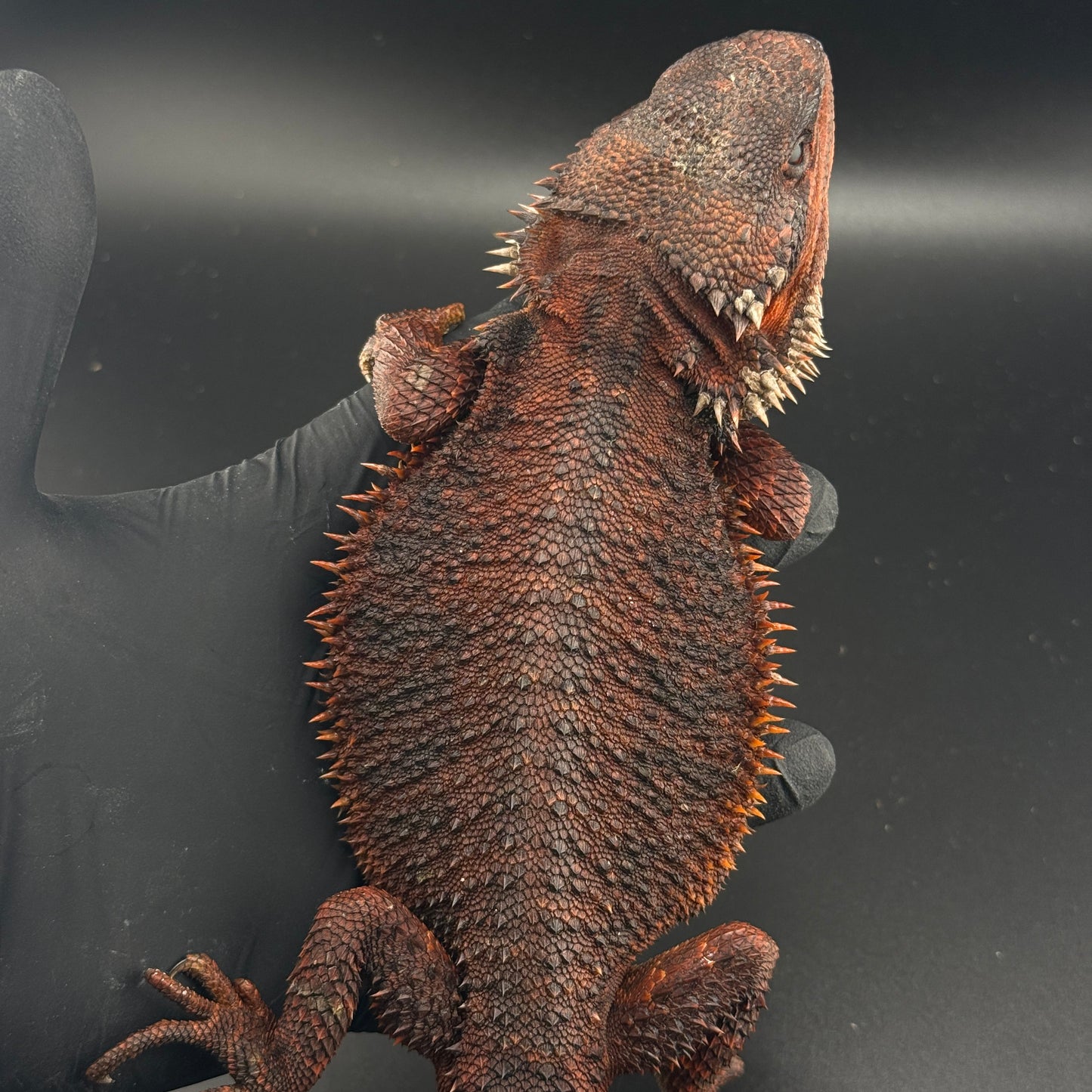 Red Monster Bearded Dragon 509