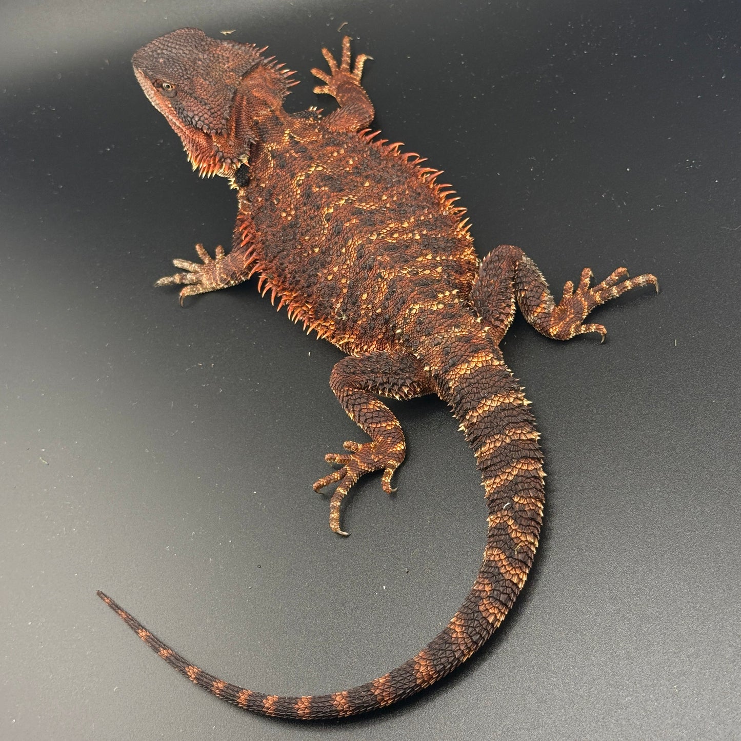 Paradox GENE** Red Monster Bearded Dragon 510