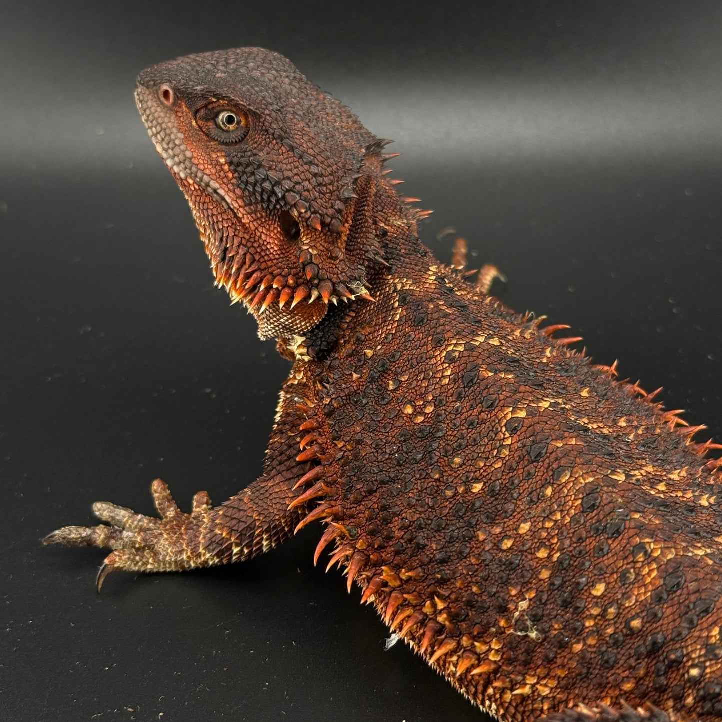 Paradox GENE** Red Monster Bearded Dragon 510