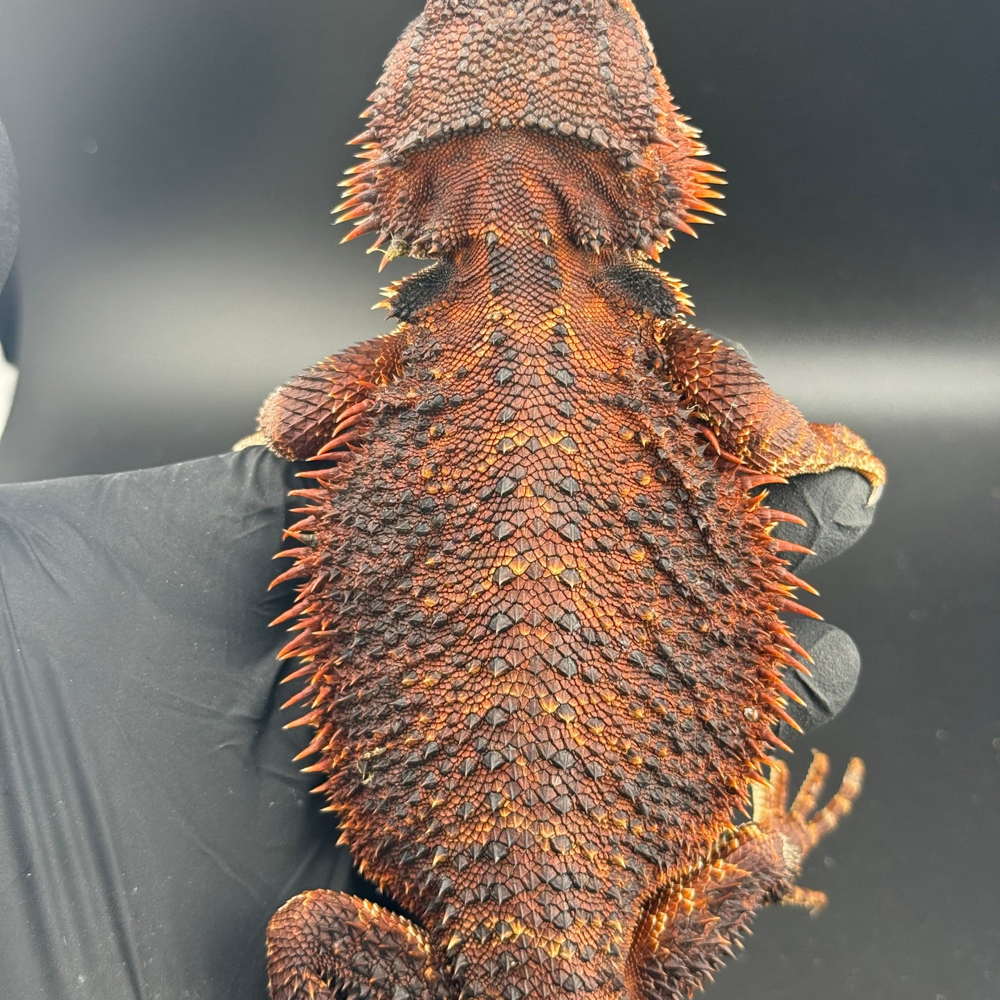 Paradox GENE** Red Monster Bearded Dragon 510