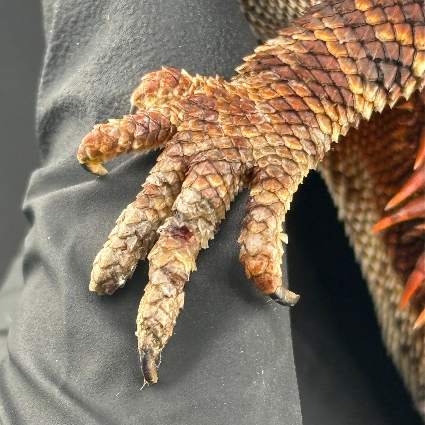 Paradox GENE** Red Monster Bearded Dragon 510