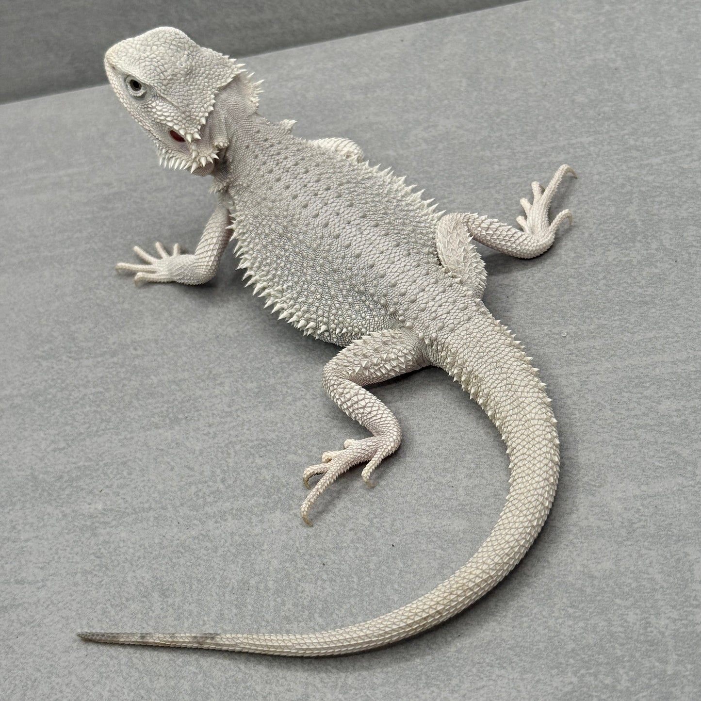 Hypo Zero Bearded Dragon 741