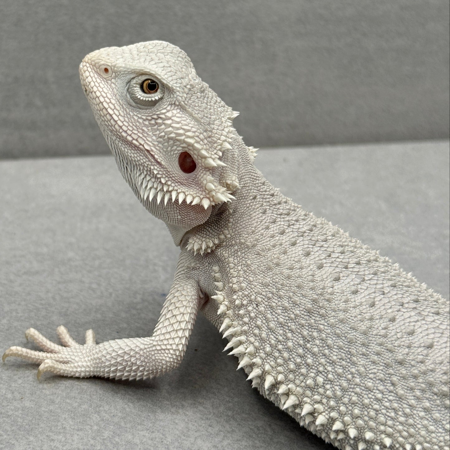 Hypo Zero Bearded Dragon 741