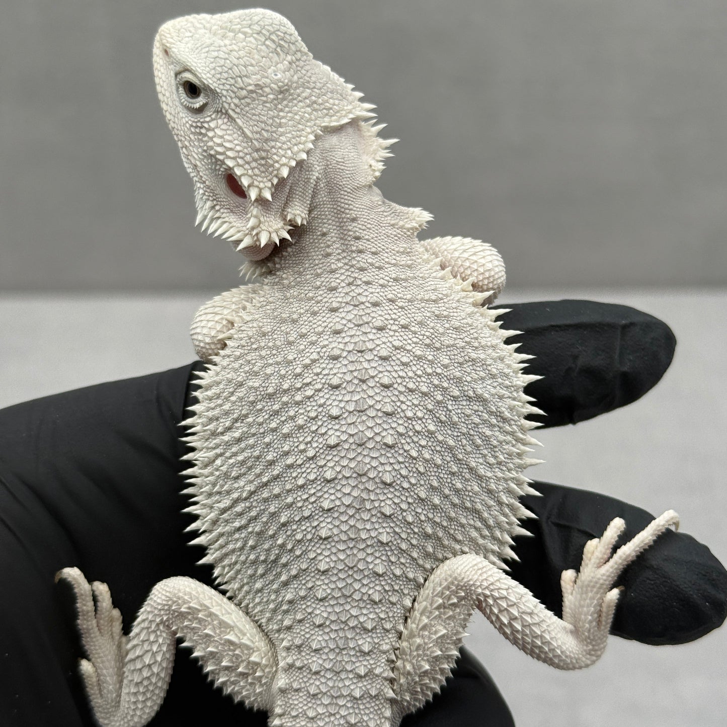 Hypo Zero Bearded Dragon 741