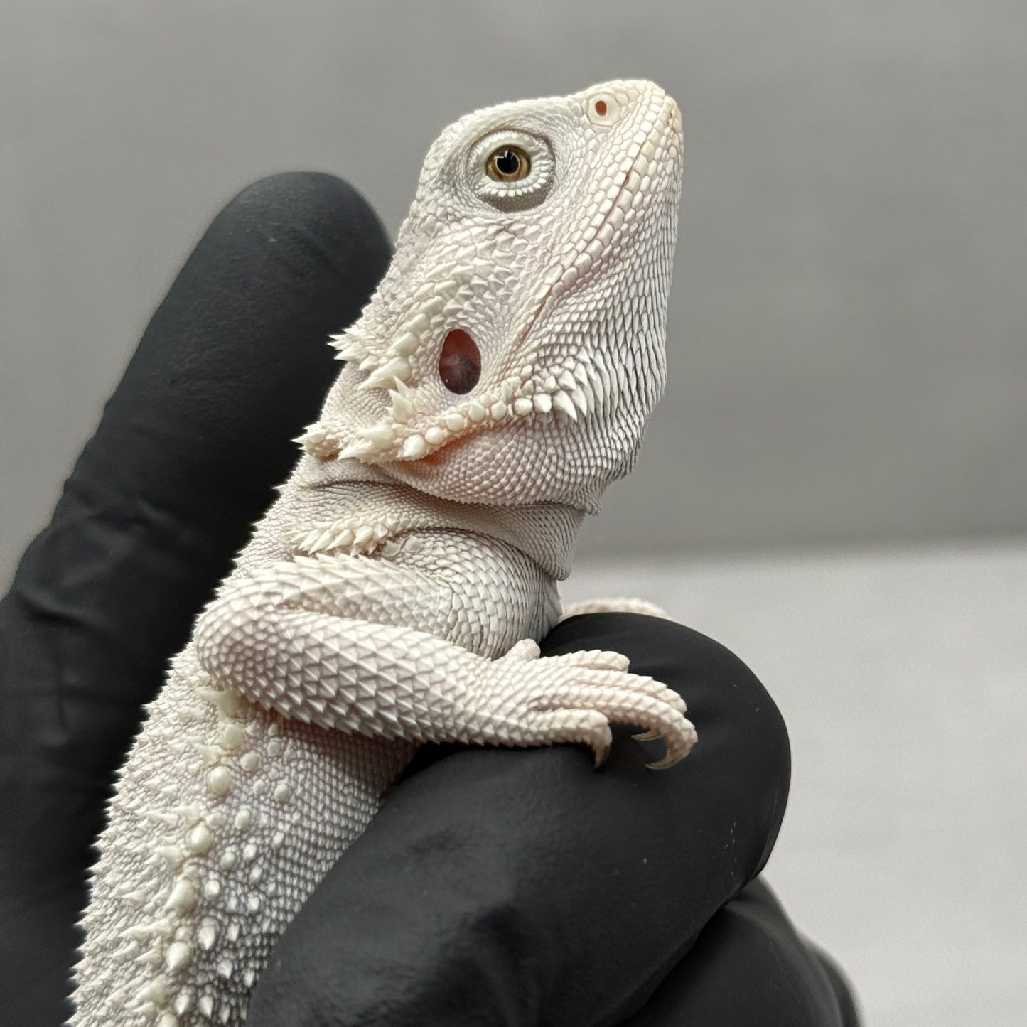 Hypo Zero Bearded Dragon 741