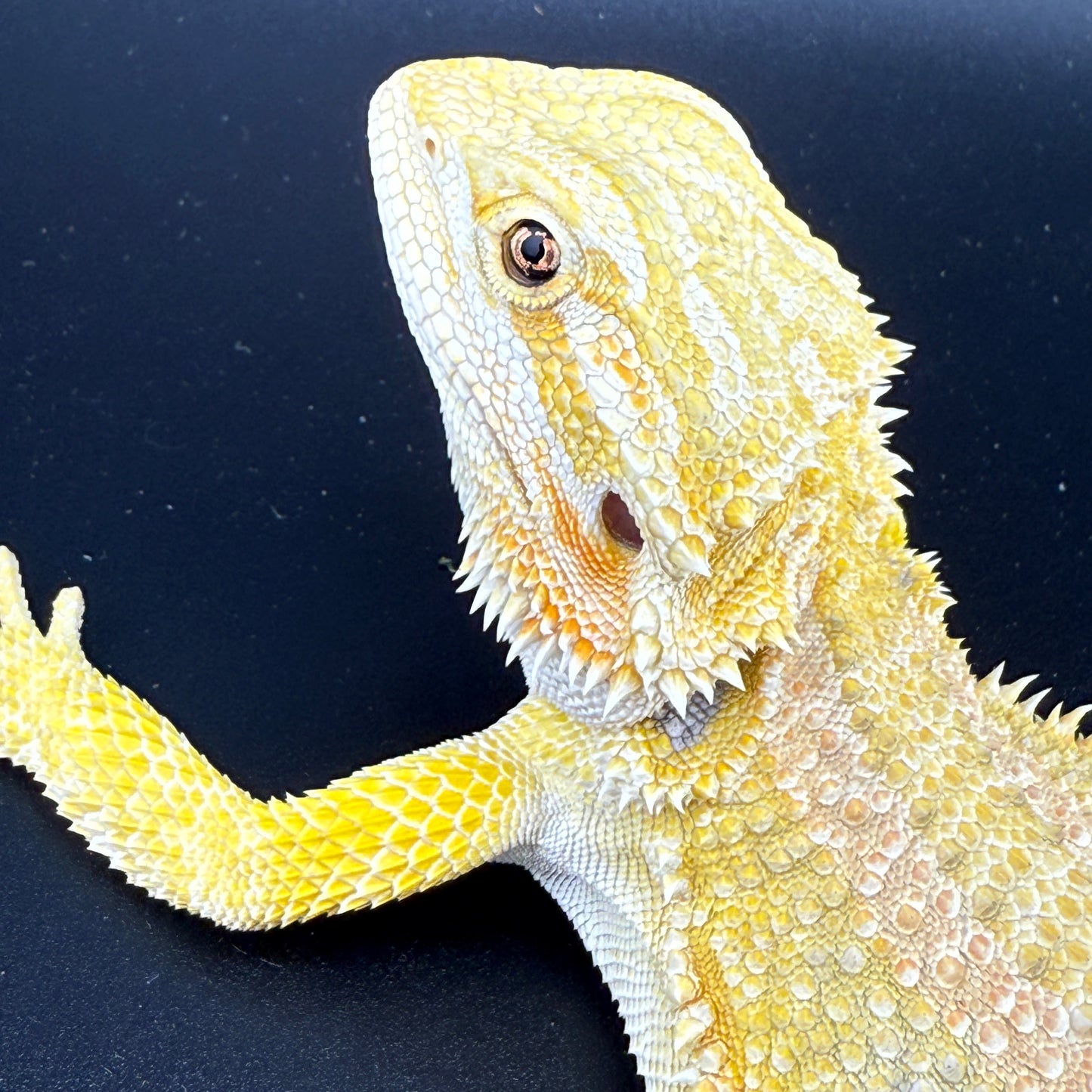 CAT EYE'd Hypo Trans Citrus GS bearded dragons 807