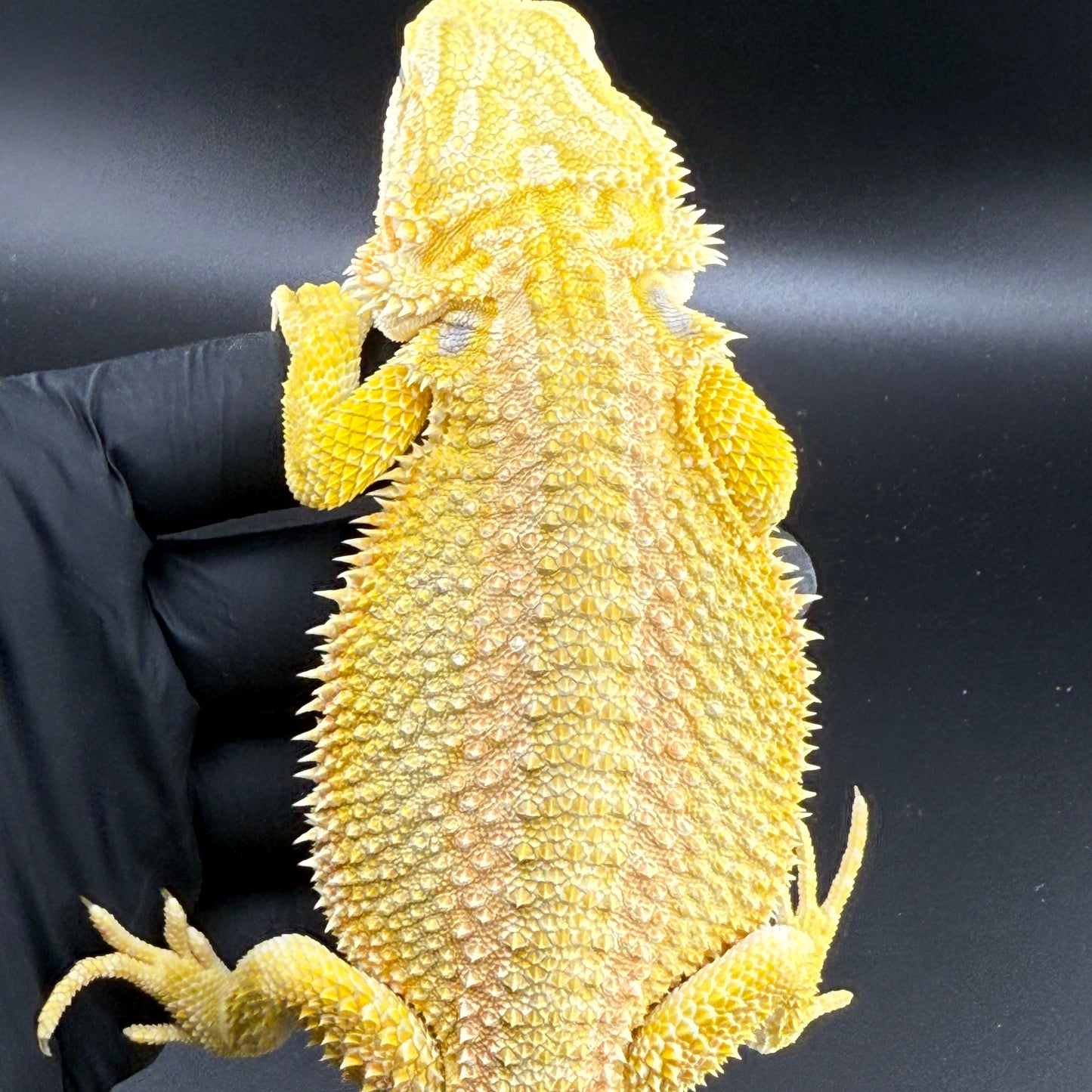 CAT EYE'd Hypo Trans Citrus GS bearded dragons 807