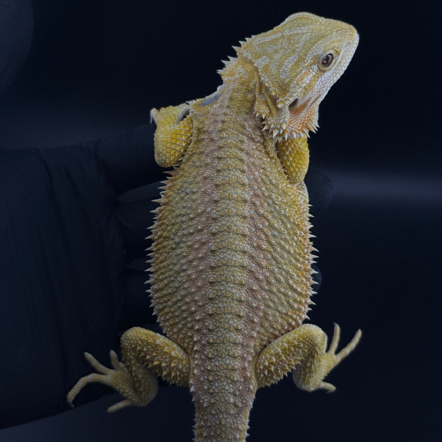 CAT EYE'd Hypo Trans Citrus GS bearded dragons 807