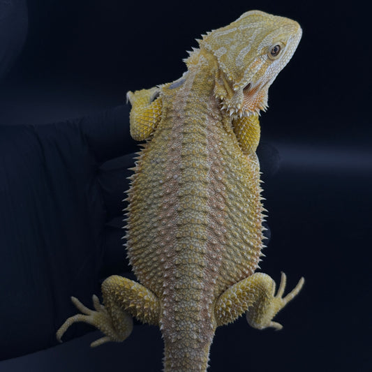 CAT EYE'd Hypo Citrus GS bearded dragons 807