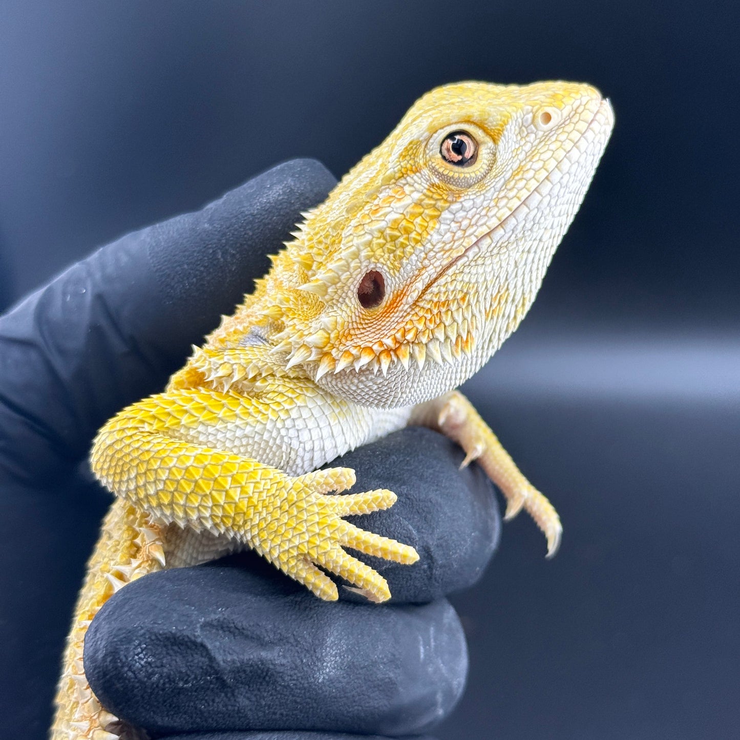 CAT EYE'd Hypo Trans Citrus GS bearded dragons 807